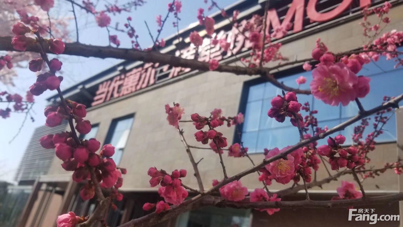置业顾问王磊发布了一条当代惠尔·满堂悦MOMΛ的抖房