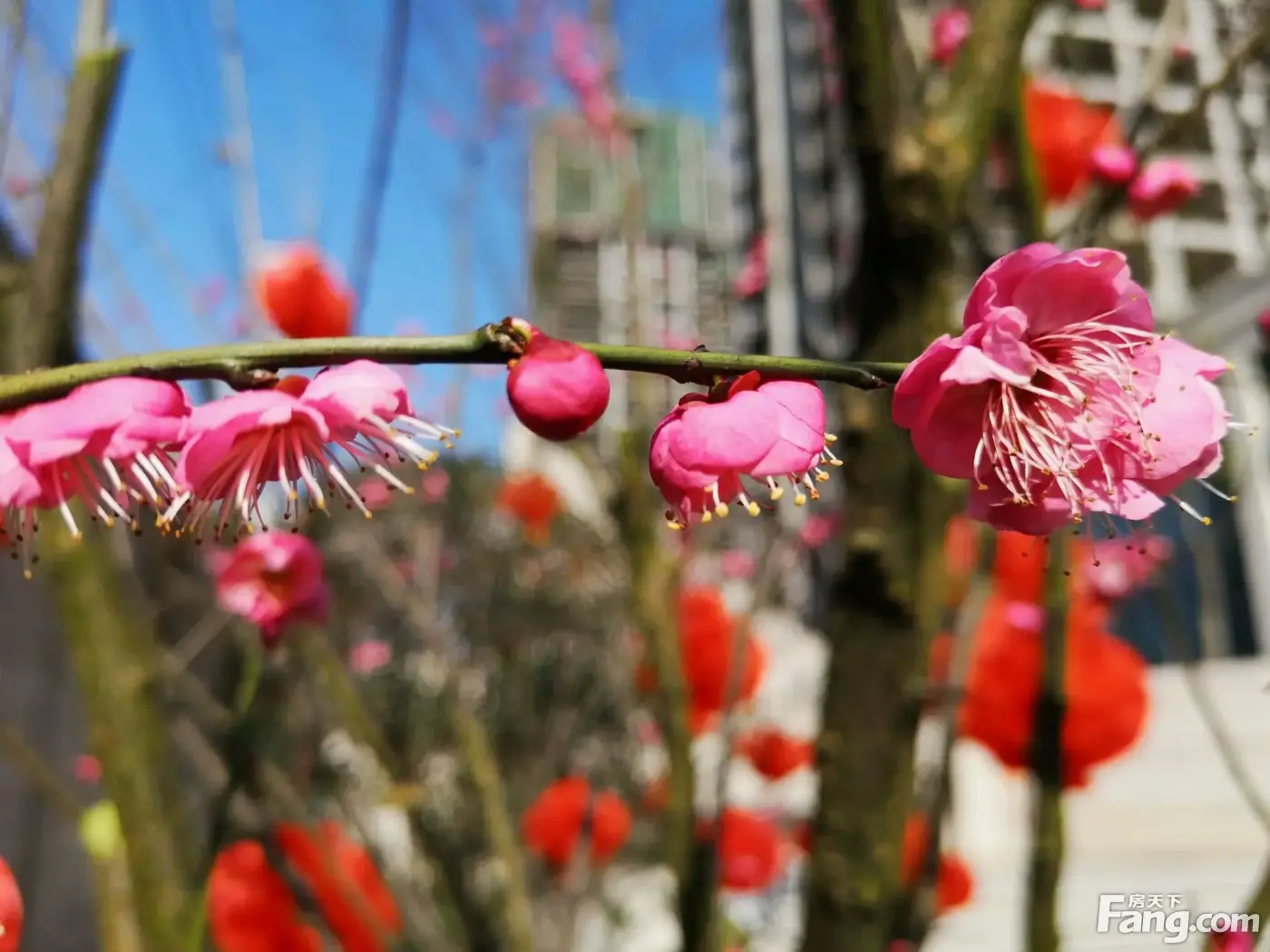 日月星·壹号公馆怎么样？看现场置业顾问发布了4条项目新消息！