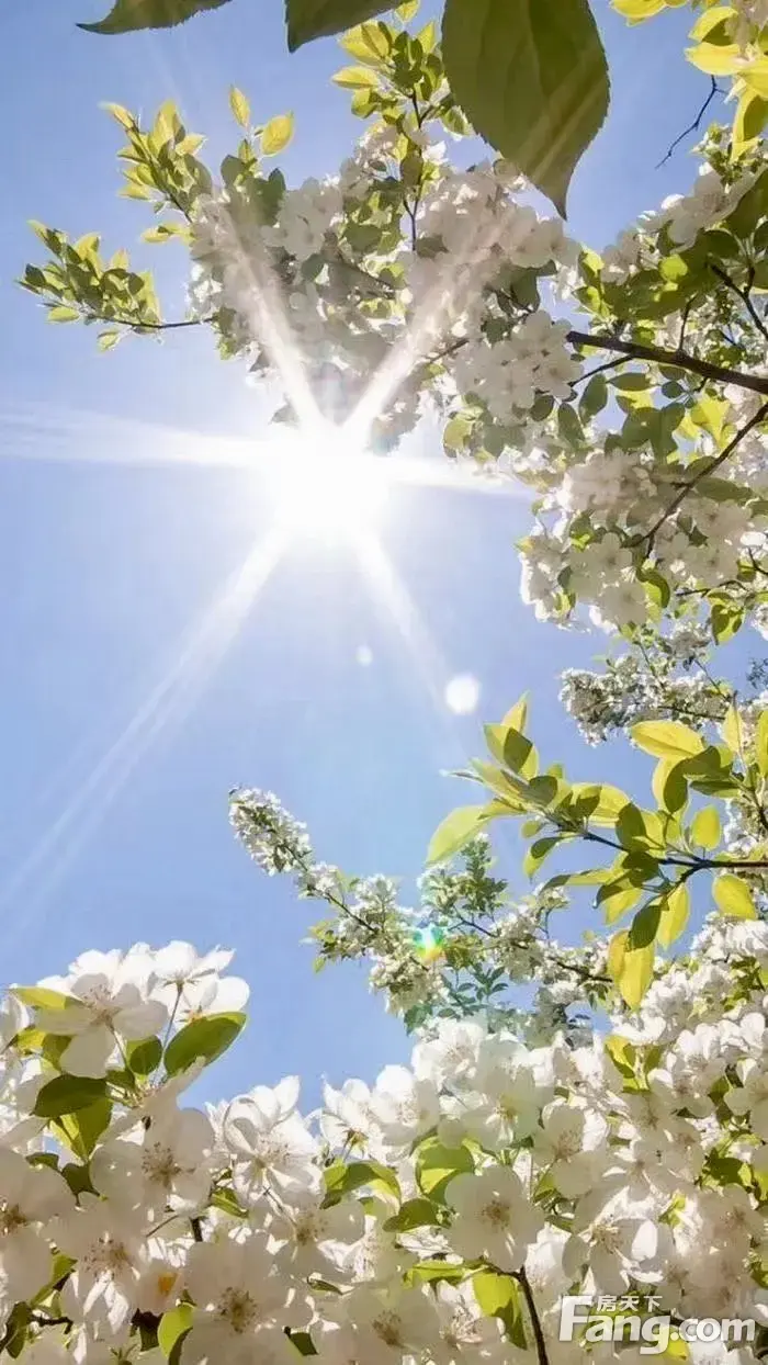 红星天铂怎么样？看置业顾问陶婉芹发布了一条项目新消息！