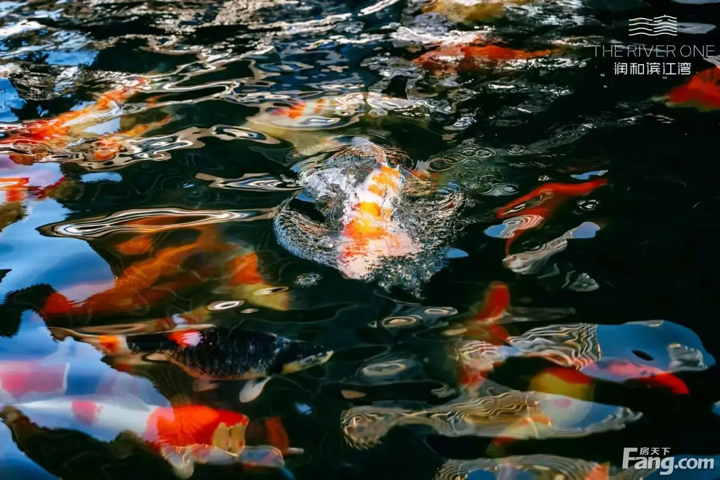 锦鲤入池点睛 如意吉庆上心间#润和滨江湾新东方国际园林实景呈鉴润和