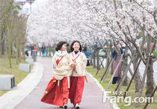 三月春光好赏樱正当时 第三届眉山樱花节今天开幕