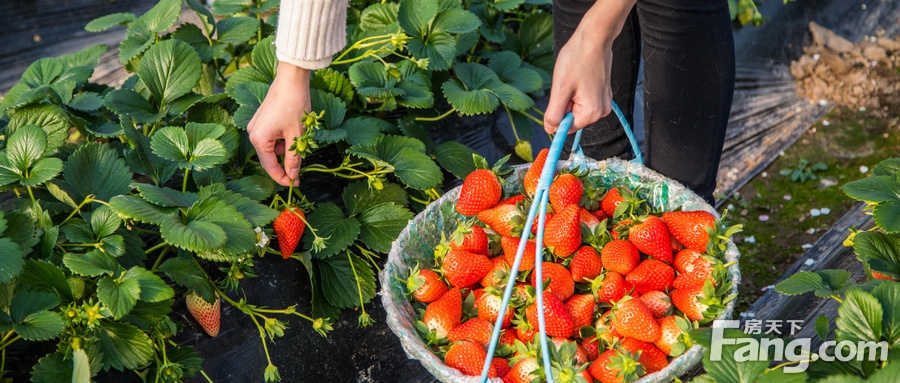 【汇林·绿洲】3月30日，草莓采摘节即刻开启，邀您来约！