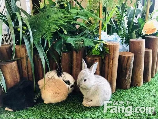 听说这周末，漳州国贸润园被“大白兔”包围啦！