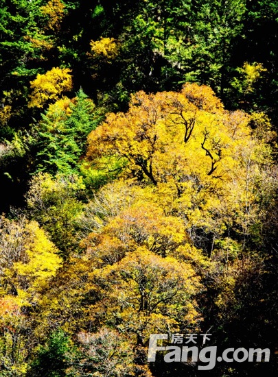一到十月，瓦屋山彩林就美的过分！