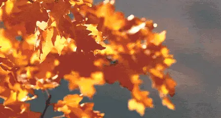 秋分时节，在半山邂逅醉美秋色