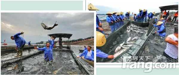 “乘风破浪，鱼跃南湾” 中国南湾湖第八届开渔节圆满落幕！