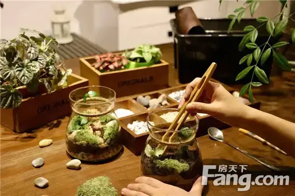 “植”此秋色，悦动半山|半山学府微景观DIY即将开启