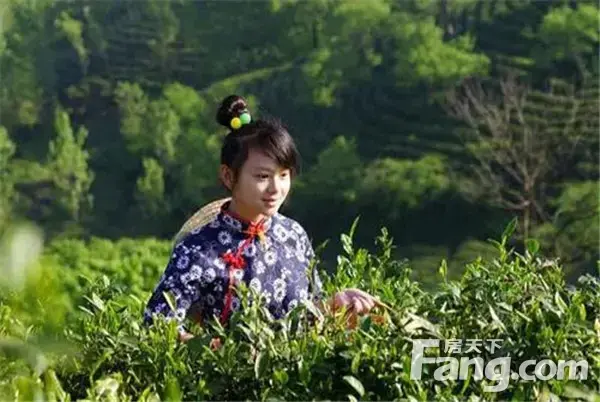 品茗香毛尖 赏琨御府山水
