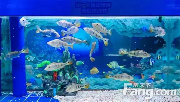 6天累计到访5000+|印象湖山海洋水上乐园活动火热进行中！
