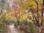 园区灌木秋色实景图