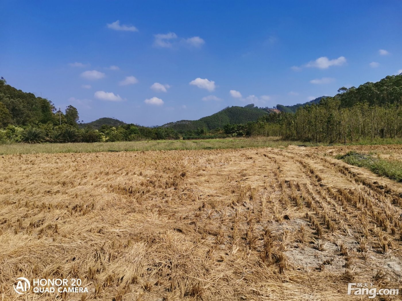 出租佛山市高明区30亩优质农田地