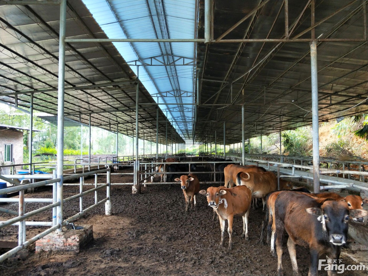 转让肇庆市高要区200亩优质养牛场