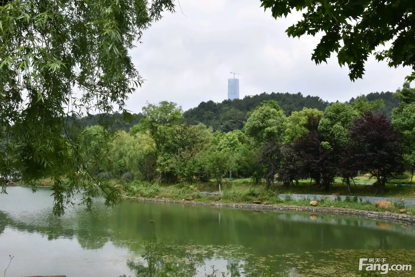 映山湖图片