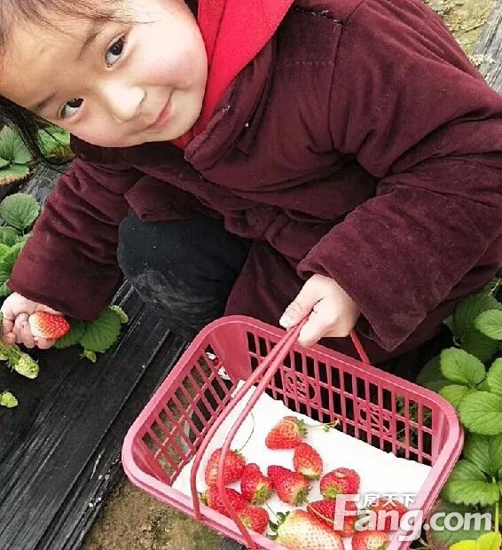 请收下今日的“莓”好滋味！蘭台府寻春明日继续！