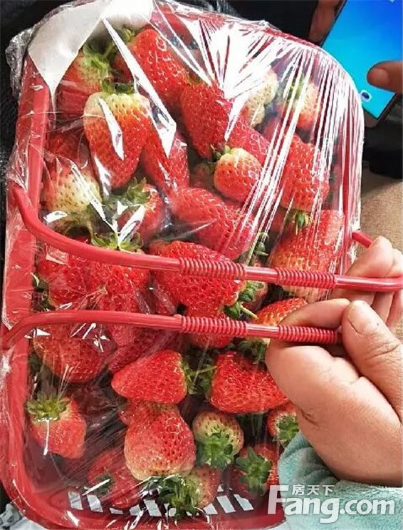 请收下今日的“莓”好滋味！蘭台府寻春明日继续！