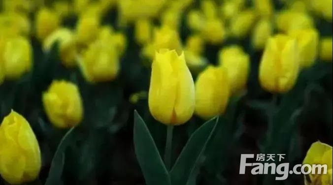 3月赏花季，让我们一起看遍郴州的“花花世界”