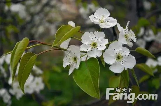 3月赏花季，让我们一起看遍郴州的“花花世界”