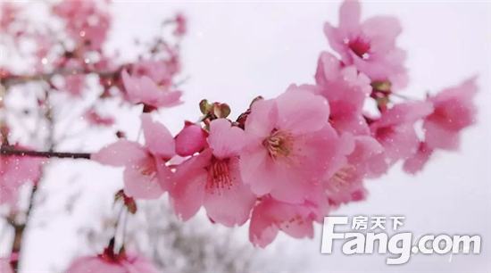 注意了！2019第三届眉山樱花节3月14日开幕