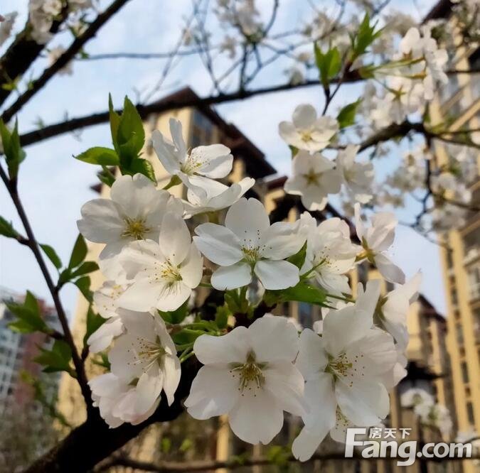 阳春三月，赏花时~花溪谷踏春赏花好地方！