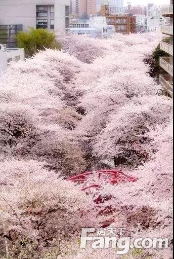 樱花有约丨明年今日，上虞迎来专属赏樱圣地！