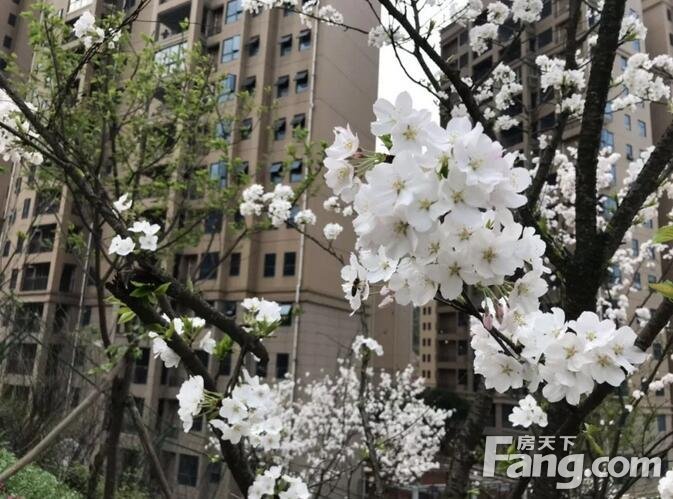 阳春三月，赏花时~花溪谷踏春赏花好地方！