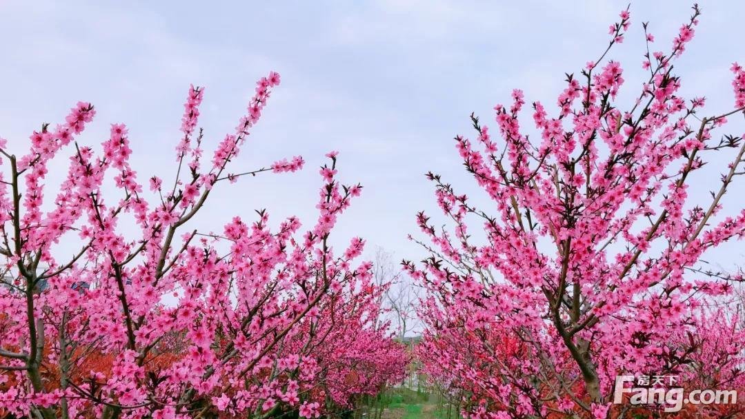 最美桃花树风景图片图片