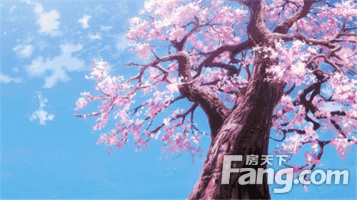在上饶·真好！2019 江西（上饶）国际樱花展 4月6日 浪漫启幕！首轮门票大放送！