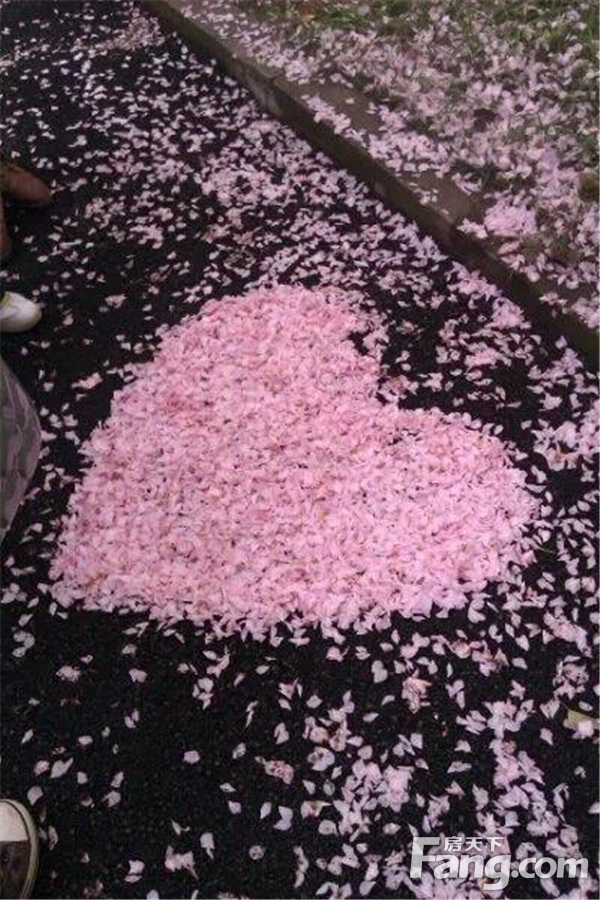 周末！来实地蔷薇国际过浪漫樱花节啦！还有施洛华纯金樱花项链等你来领！！！