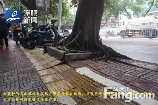 就这么改！漳州市区南昌路就要改造，183棵行道树要“搬家”啦！