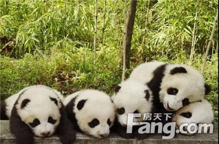 乐享·御府丨这个地方咋有这么多的熊猫？不多说了我先去看看
