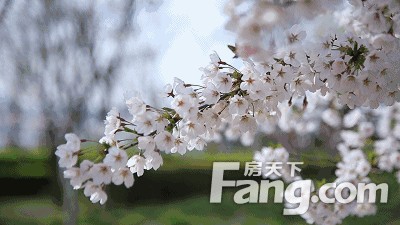 【龙湖壹号】暖春三月，大城复苏
