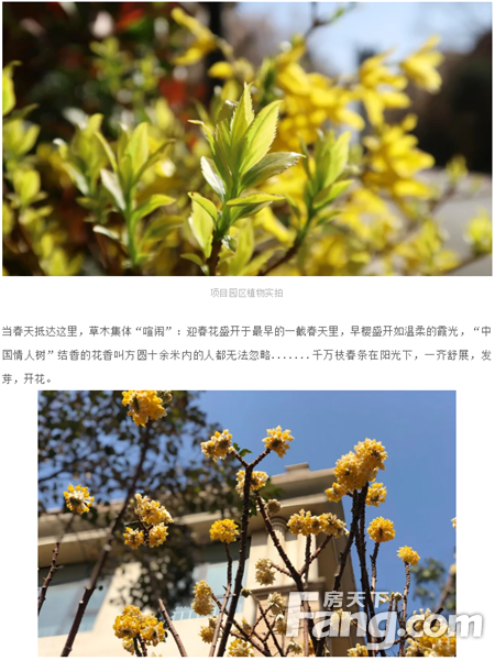 兴龙湾·别墅丨一院花香一墅藏