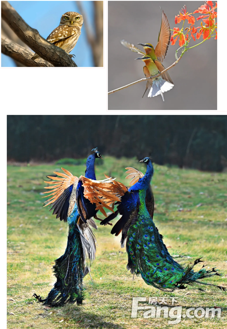 【怡海丽廷】时光映像，定格自然丨5月1-10日《共同的家园·鸟类生态主题摄影展》