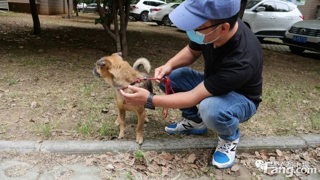 主人因新冠肺炎去世，武汉“忠犬八公”在医院痴守3个多月