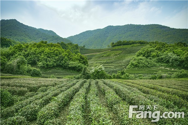 山水陆庙,紧邻羊山新区热点板块,于3a级景区万亩茶山风景区之上臻著