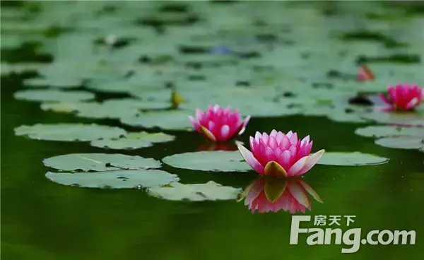【信阳·御龙湾】清风拂面，静赏漫漫荷花