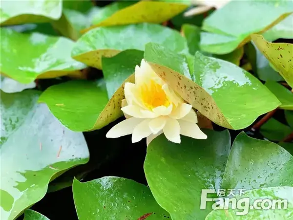 【信阳·御龙湾】清风拂面，静赏漫漫荷花