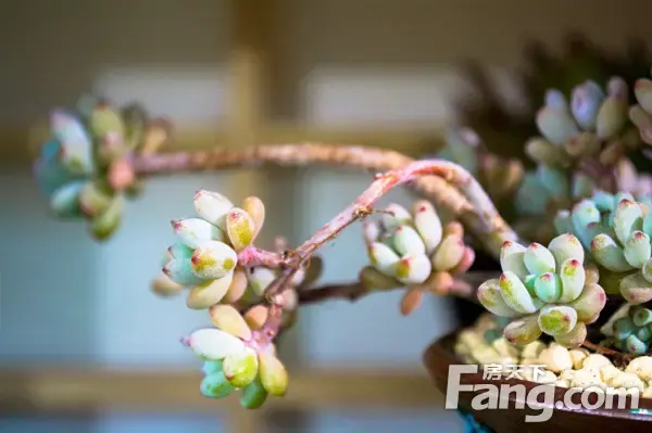 信合·春天里丨一园醉美风景，一生惬意生活，如此甚好~