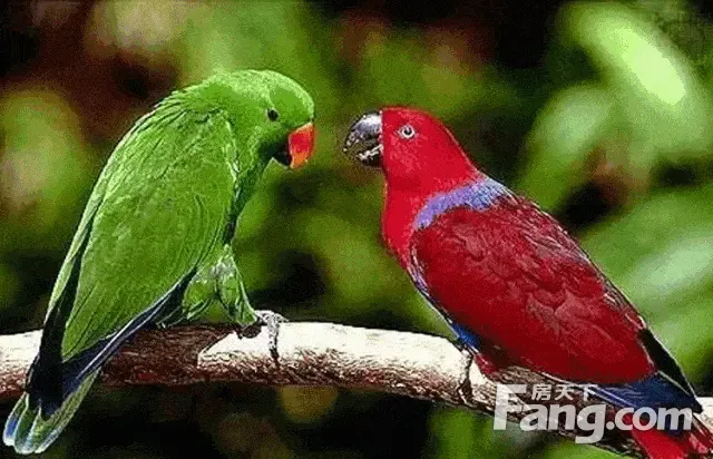确认过眼神,你就是对的"人",长栖居于热带雨林的鹦鹉,这次也不甘落后