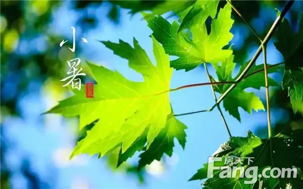 【南湾琨御府】小暑：微风掠过山河的画卷，带来一片清凉