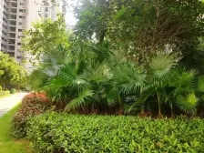 明珠园大号复式空中别墅拓展面积大采光好做民宿适合