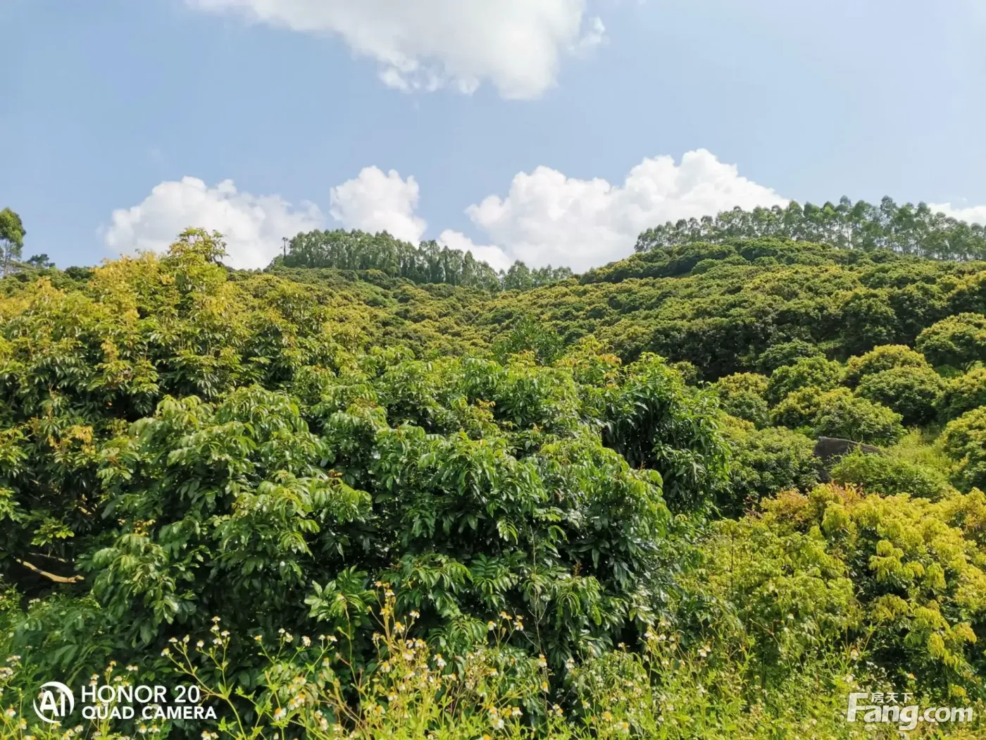 转让广州市增城区90亩荔枝果园