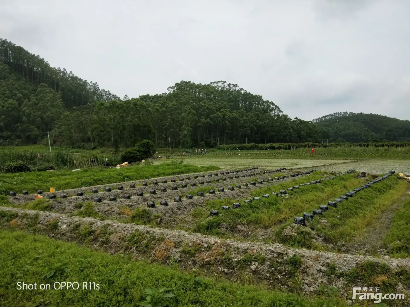 出租佛山高明区200亩优质种植耕地