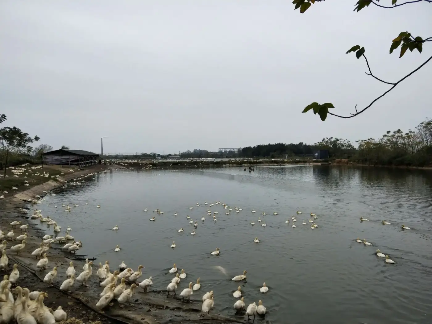 出租佛山三水区138亩优质鱼塘池塘