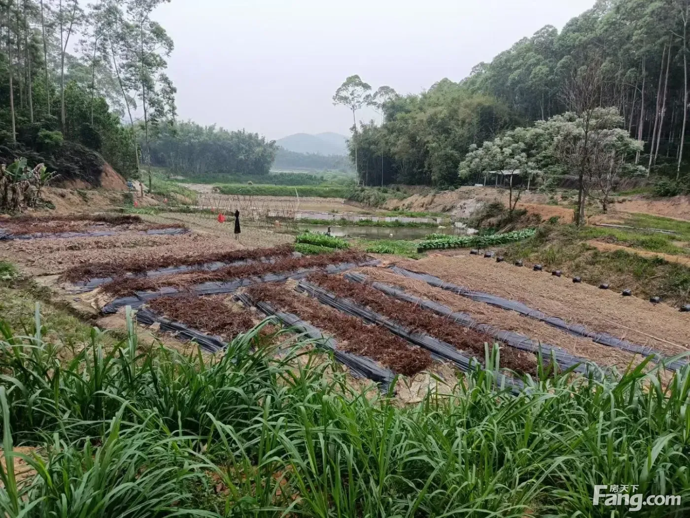 出租佛山市高明区10亩休闲小农场
